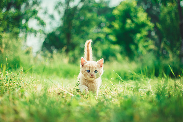 Gatito caminando por el pasto.